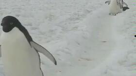 情侣小视频国产区,国产情侣小视频甜蜜瞬间大盘点